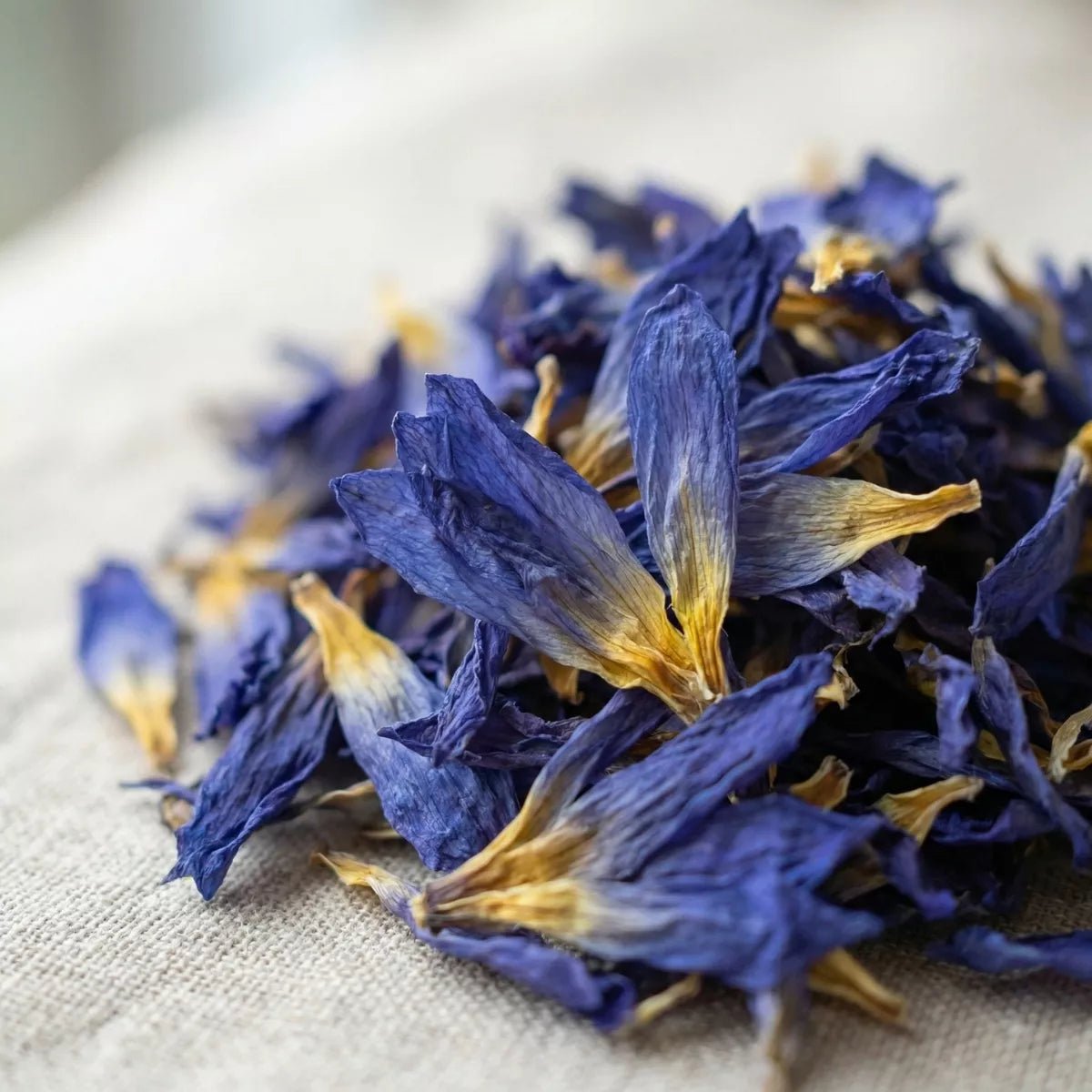 Blauer Lotus – getrocknete Blüten - Druwids