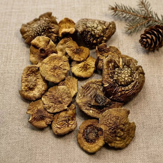 Getrocknete Pantherpilze - Druwids