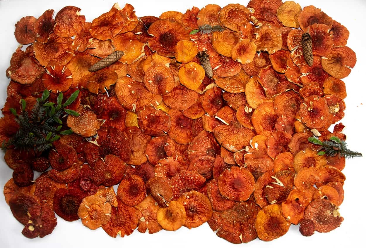 Getrocknete Fliegenpilze kaufen, Top Qualität & fairer Preis – Druwids Getrocknete Fliegenpilze kaufen, Top Qualität & fairer Preis – Druwids