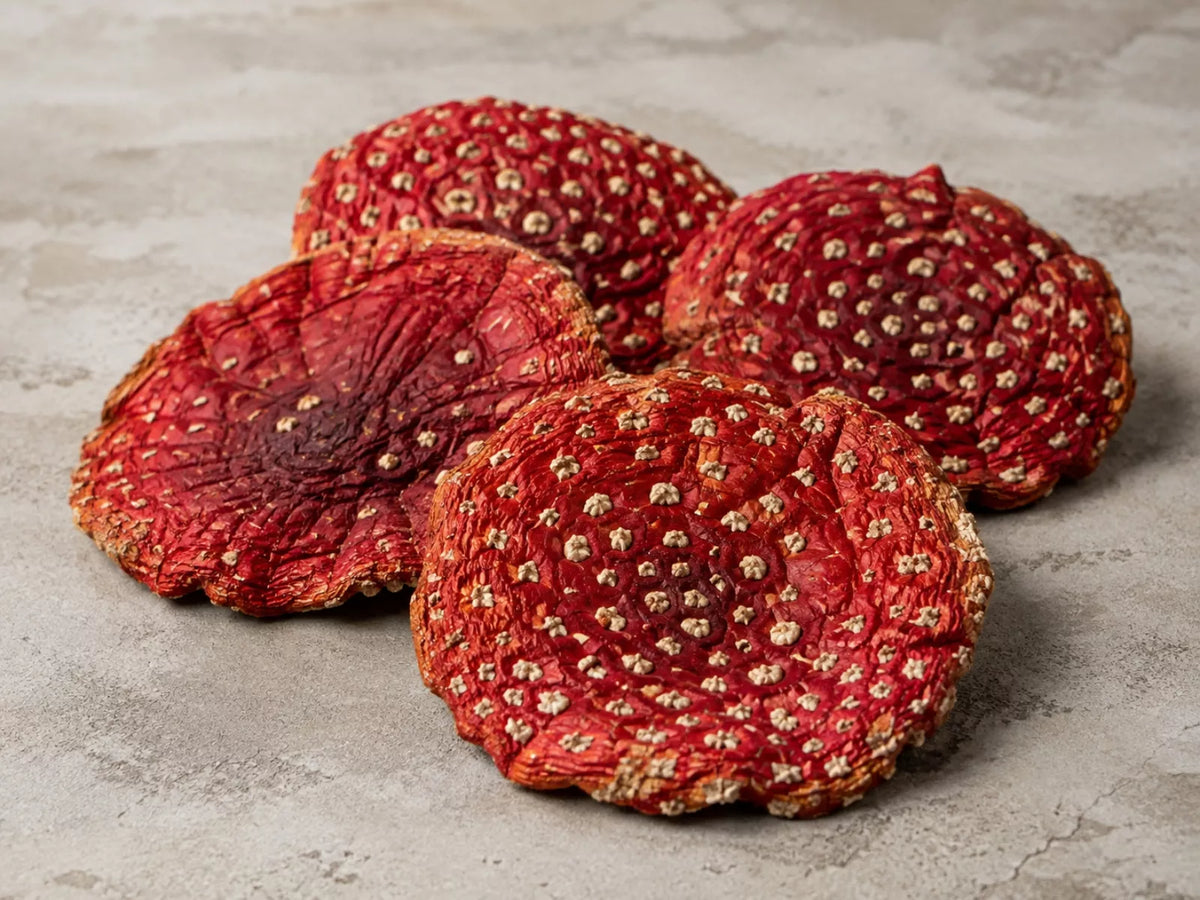 Nahaufnahme ganzer getrockneter Fliegenpilz-Kappen (Amanita muscaria)