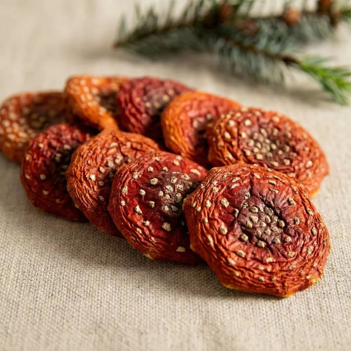 Fliegenpilz Kappen getrocknet