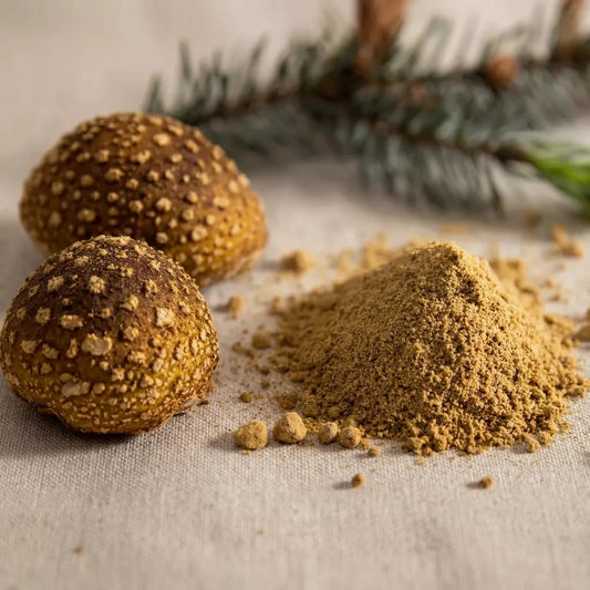 Amanita Regalis Pulver getrocknet