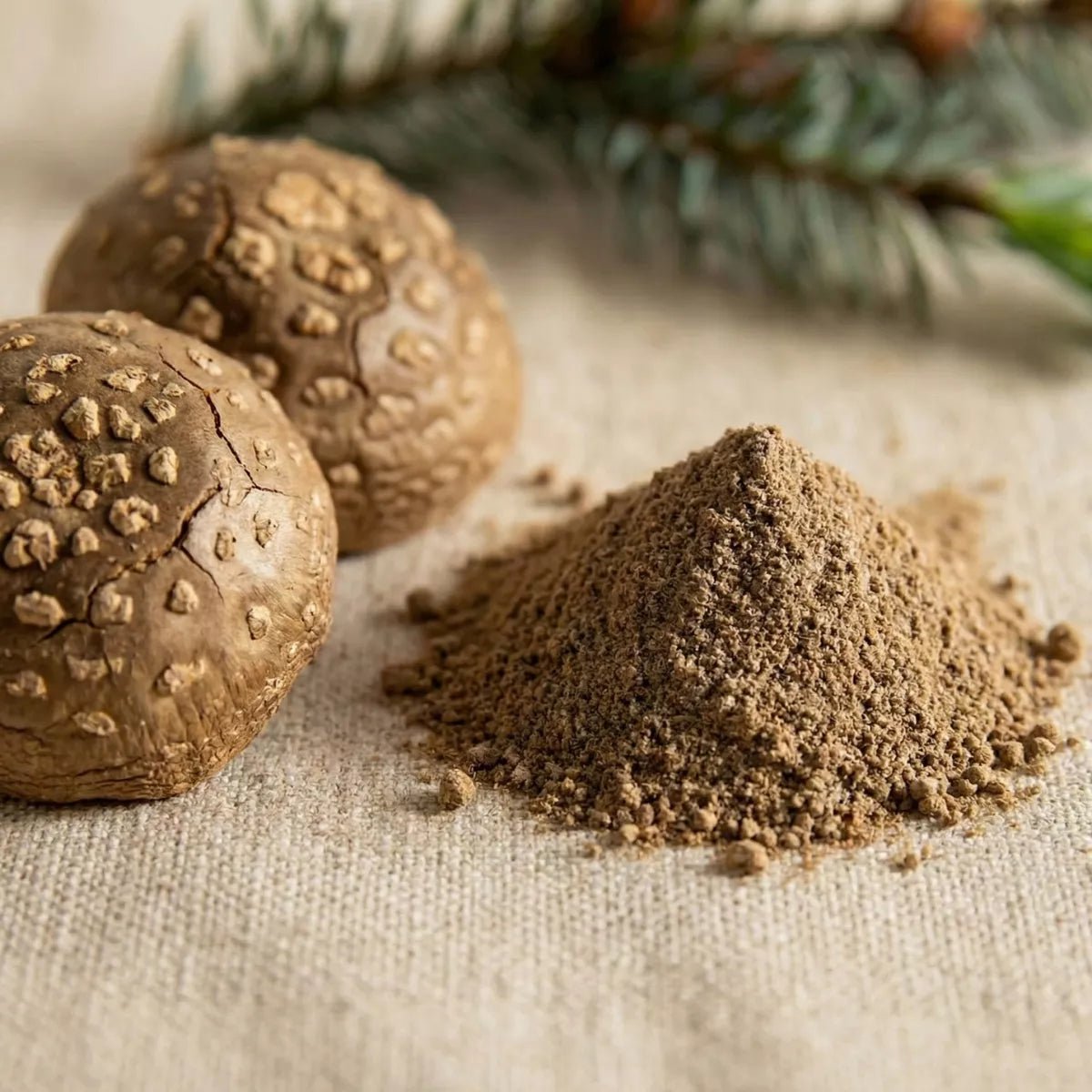 Pantherpilz Pulver - Druwids